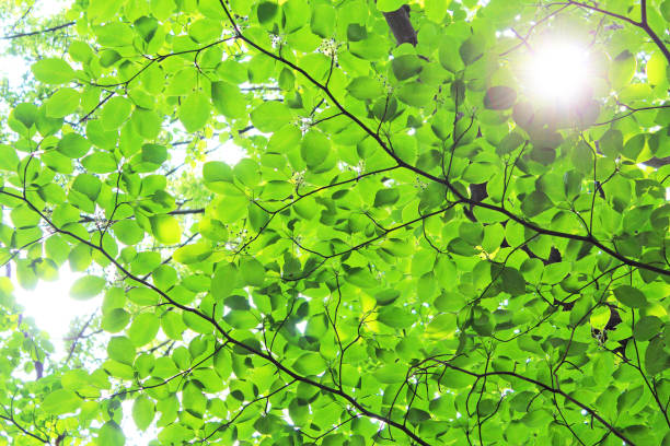 istock Scenery of the fresh green forest. 1221130848