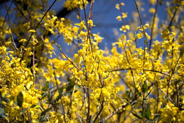 istock Forsythia flowers in the garden. 1221130904