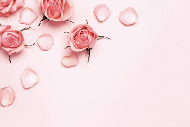 istock Blooming monochrome pattern. Beautiful roses and petals on pink background, copy space 1221131051