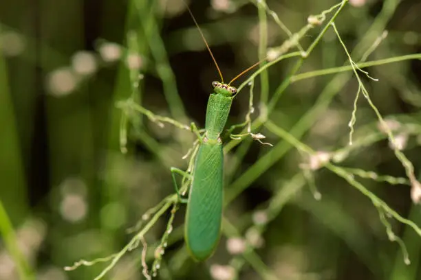 Garden Praying Mantis also known as Orthodera ministralis
