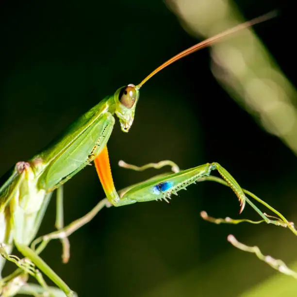 Garden Praying Mantis also known as Orthodera ministralis