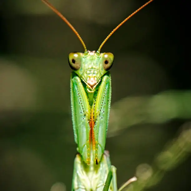 Garden Praying Mantis also known as Orthodera ministralis