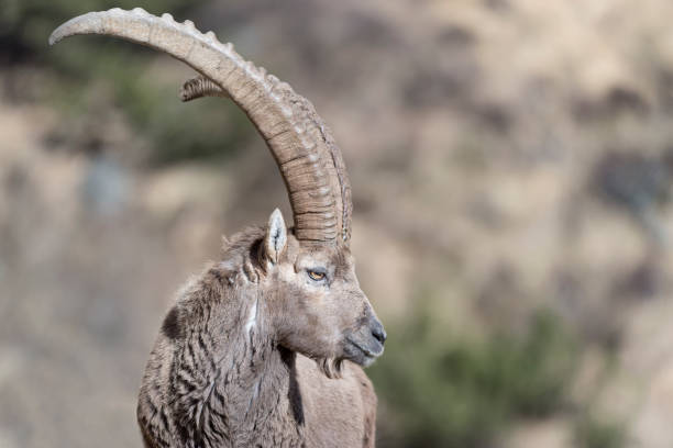 istock Beautiful portrait of Alpine ibex (Capra ibex) 1221132212