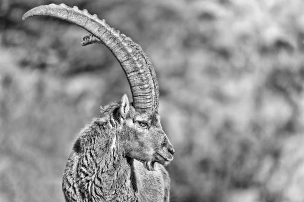 istock Black and white portrait of Alpine ibex  (Capra ibex) 1221132810