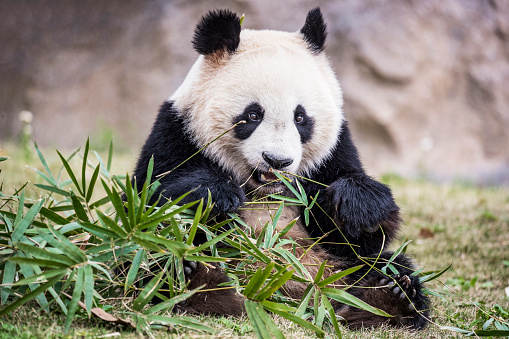 Oso panda gigante comiendo bambú photo