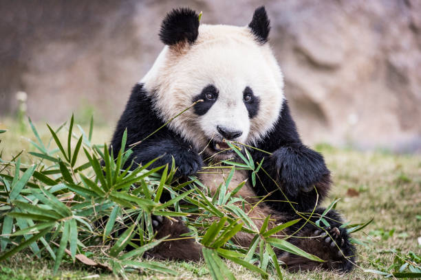 ours géant de panda mangeant le bambou - panda outdoors horizontal chengdu photos et images de collection