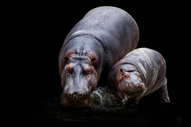 Hippopotamus Carrying Marsh Terrapines