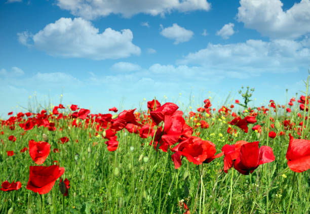 istock Spring meadow with poppies flowers and  blue sky 1221140550