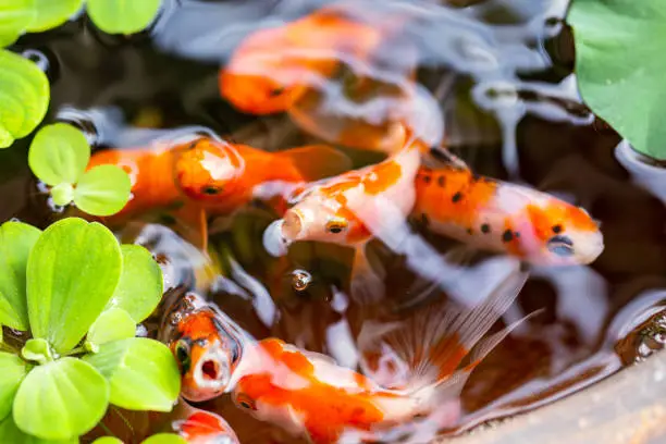 gold fish on small pond on beautiful small garden