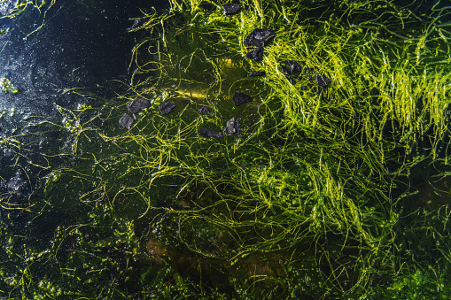 A large fish swims between tall kelp just off Catalina Island