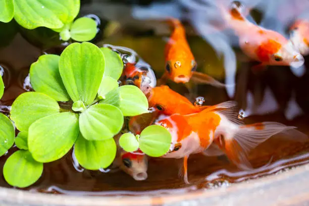 gold fish on small pond on beautiful small garden