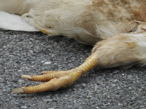 hen killed on the street