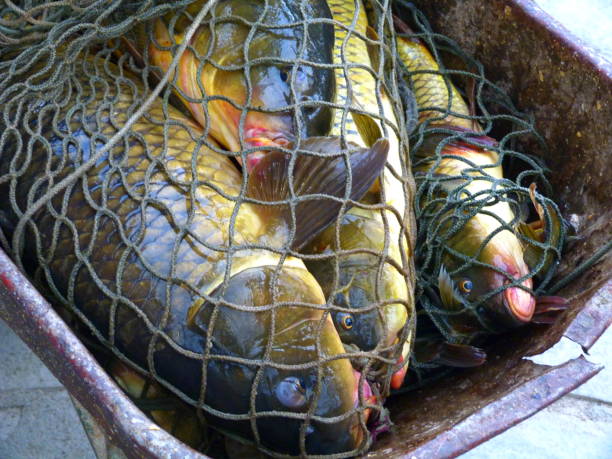 istock Carp, Prespa Lake, Greece 1221144824