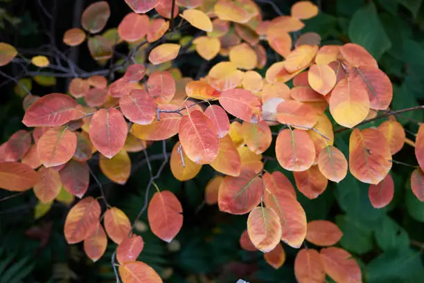 Amelanchier ovalis colorful foliage in Autumn