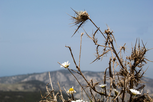 a wild thorn flower overlooking the mountain