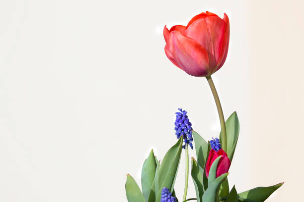 istock spring flower:Red tulips and  blue Grape Hyacinths (Muscari armeniacum) 1221146294