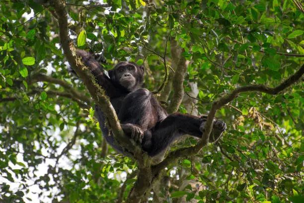 portrait of a rare chimpanzee in Kibale Forest, Uganda