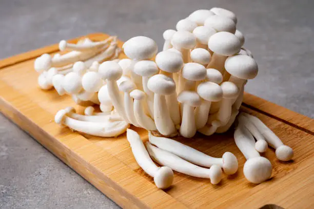 Fresh uncooked bunapi white shimeji edible mushrooms from Asia, rich in umami tasting compounds such as guanylic and glutamic acid