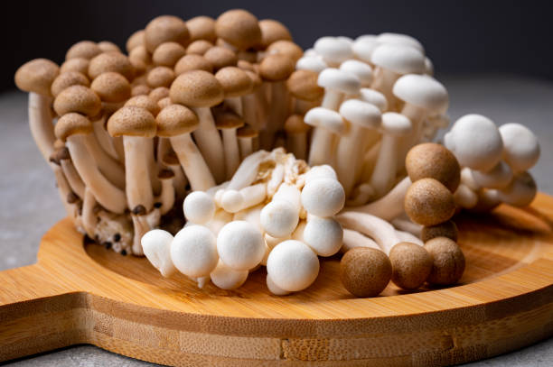 Fresh buna brown and bunapi white shimeji edible mushrooms from Asia, rich in umami tasting compounds such as guanylic and glutamic acid Fresh uncooked buna brown and bunapi white shimeji edible mushrooms from Asia, rich in umami tasting compounds such as guanylic and glutamic acid buna shimeji stock pictures, royalty-free photos & images