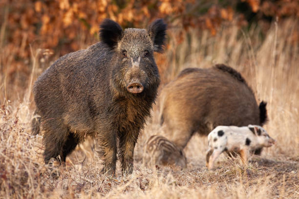 istock Dangerous wild boar protecting it young striped piglets feeding behind her 1221148831