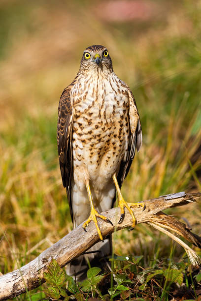 istock Alert eurasian sparrowhawk facing camera in summer 1221149050