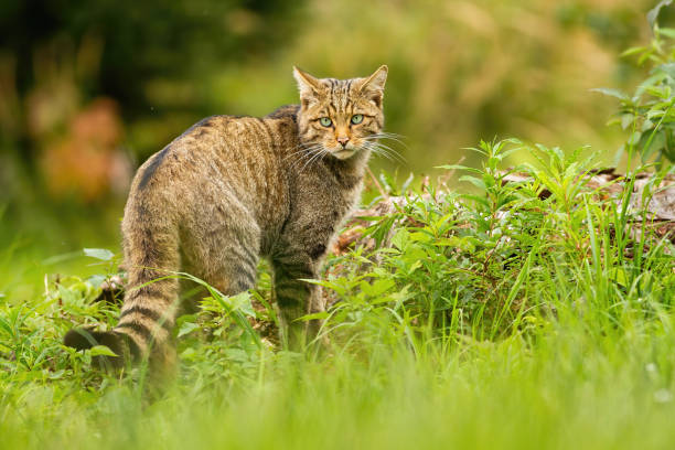 istock European wildcat with black stripes on tail looking behind over shoulder 1221149238