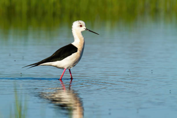 istock Elegant black-winged stilt wading blue water with green grass in background 1221150061