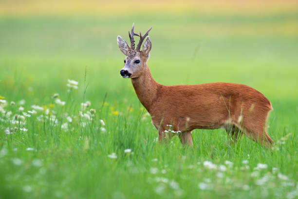 istock Interested roe deer buck standing in idyllic green summer nature 1221150137