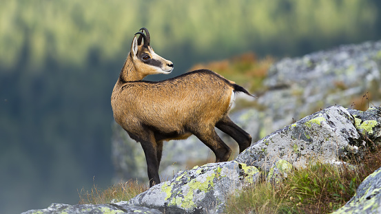 Alert tatra chamois, rupicapra rupicapra tatrica, standing on rocky horizon in mountains and looking behind. Agile wild mammal with brown fur and curved horns in summer nature in high altitude.