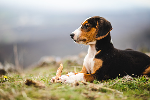 A mongrel, mixed-breed puppy playing on a mountain with a plant stick