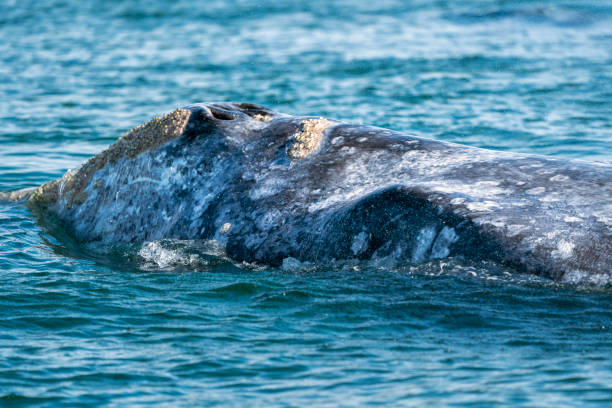 istock grey whale while hopping spying outside the sea 1221151571