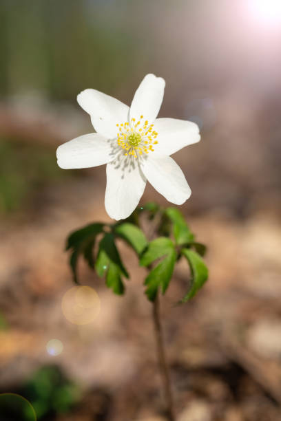 istock Wood anemone in the forrest 1221151690