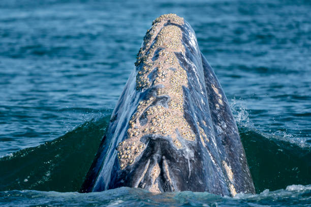 istock grey whale while hopping spying outside the sea 1221151718