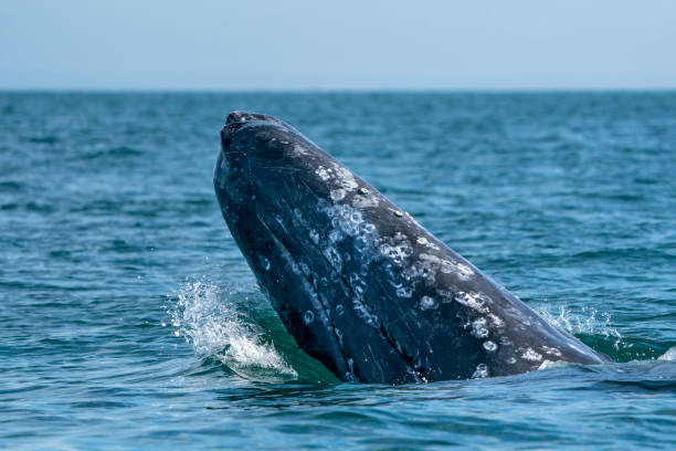 istock grey whale while hopping spying outside the sea 1221151767
