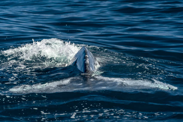 istock grey whale in Loreto baja california sur 1221151839
