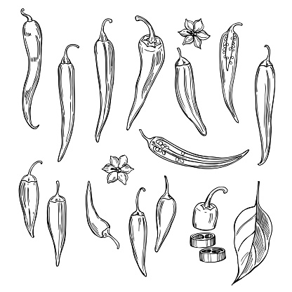 Hand drawn chili peppers on white background.  Vector sketch illustration