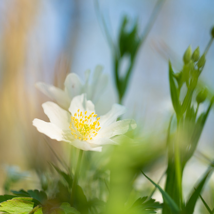 Anemone close-up in the spring forest. Beauty of flowers, nature, naturalness. Sunny summer day, green grass in the park. Anemonoids are frost-free. Bright floral background