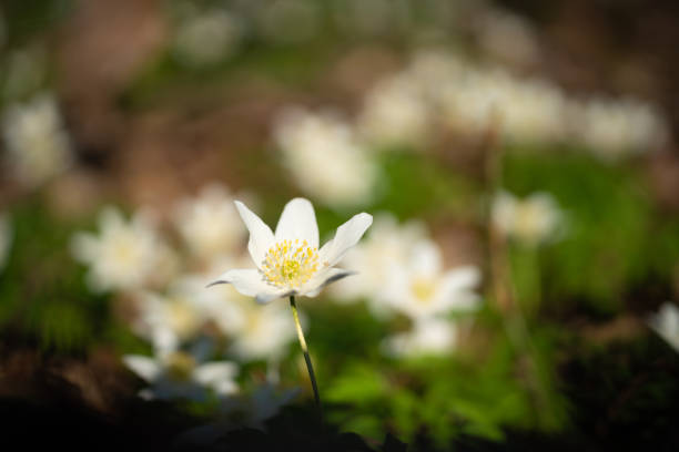 Detail of wood anemones in the forrest with the forrest floor in the background