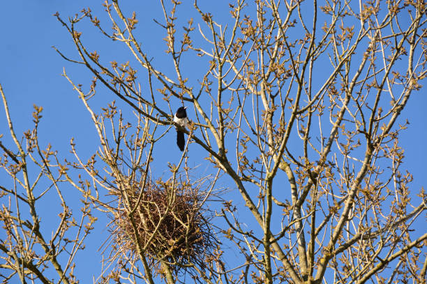 Bird's nest between dry twigs kept in brown on white background.