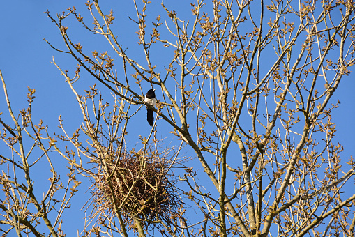 Springtime: Bare tree with development in small leafs. In top single mapie bird with animal nest.