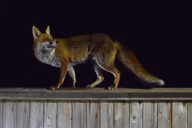 Photo of Red Fox At Night