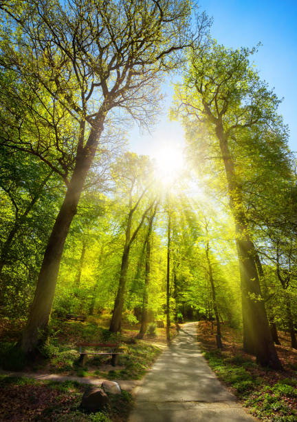 The sun shining through the trees of a park Bright sunrays beautifully falling through the trees of a park, with a path leading uphill towards the sun single lane road photos stock pictures, royalty-free photos & images