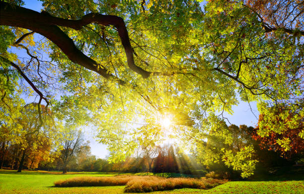istock Majestic large branch in a park 1221155906