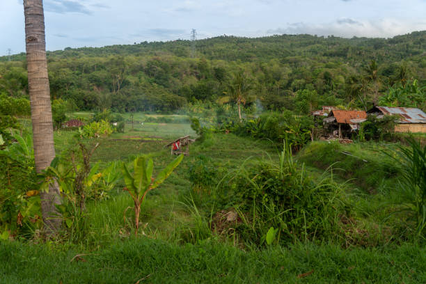 istock Local Balinese Houses among Palm Trees 1221156000