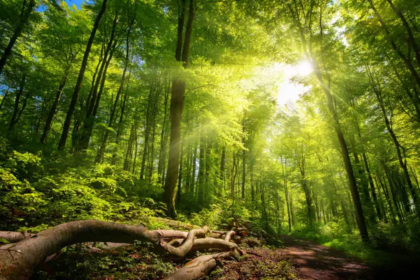 Luminous sun rays falling through the green foliage in a beautiful forest, with timber beside a path