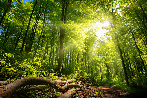 Tranquil bright sun rays in the forest