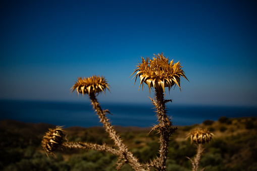 a wild thorn flower overlooking the mountain