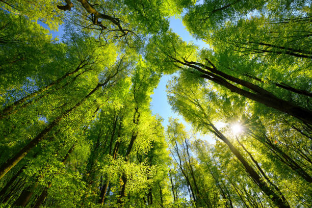 Green canopy in the forest with sun rays