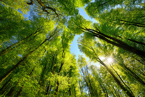 Looking up into the trees direction sky