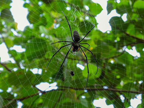 Big Spider in a web on Fraser Island, Australia